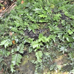 Arthropteris beckleri at Jamberoo, NSW - 21 Feb 2023 09:45 PM