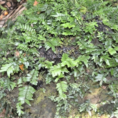 Arthropteris beckleri (Hairy Climbing Fishbone Fern) at Jamberoo, NSW - 21 Feb 2023 by plants