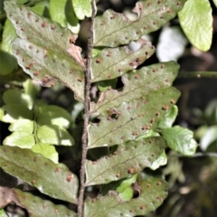 Arthropteris beckleri at Jamberoo, NSW - 21 Feb 2023 09:45 PM