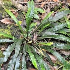 Blechnum patersonii subsp. patersonii (Strap Water Fern) at Jamberoo, NSW - 21 Feb 2023 by plants