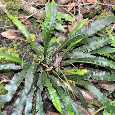 Blechnum patersonii subsp. patersonii (Strap Water Fern) at Budderoo National Park - 21 Feb 2023 by plants