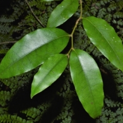 Diospyros pentamera (Myrtle Ebony) at Jamberoo, NSW - 21 Feb 2023 by plants