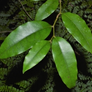 Diospyros pentamera at Jamberoo, NSW - 21 Feb 2023