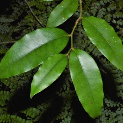 Diospyros pentamera (Myrtle Ebony) at Jamberoo, NSW - 21 Feb 2023 by plants