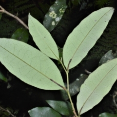 Diospyros pentamera at Jamberoo, NSW - 21 Feb 2023 09:51 PM