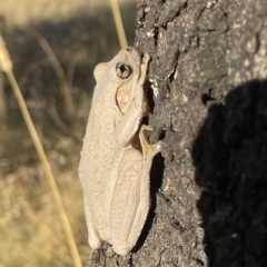 Litoria peronii (Peron's Tree Frog, Emerald Spotted Tree Frog) at Amaroo, ACT - 9 Feb 2023 by AnkeMaria