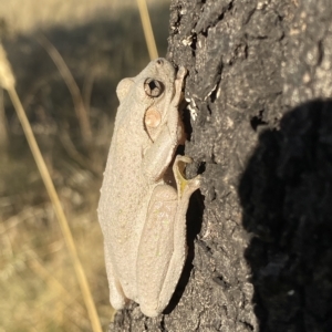 Litoria peronii at Amaroo, ACT - 9 Feb 2023