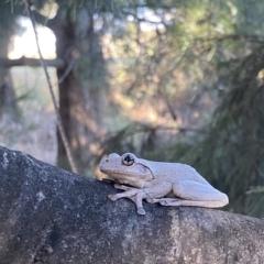 Litoria peronii at Amaroo, ACT - 9 Feb 2023