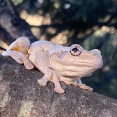 Litoria peronii at Amaroo, ACT - 9 Feb 2023 06:51 PM