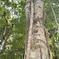 Ficus macrophylla (Moreton Bay Fig) at Budderoo National Park - 21 Feb 2023 by plants