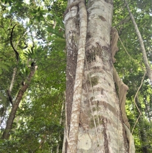 Ficus macrophylla at Jamberoo, NSW - 21 Feb 2023 09:58 PM