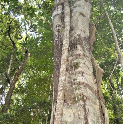 Ficus macrophylla (Moreton Bay Fig) at Jamberoo, NSW - 21 Feb 2023 by plants