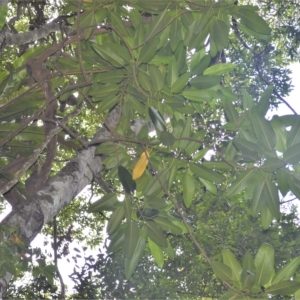 Ficus macrophylla at Jamberoo, NSW - 21 Feb 2023