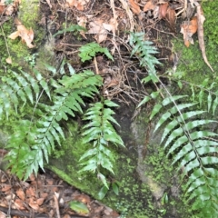 Asplenium polyodon (Willow Spleenwort) at Budderoo National Park - 21 Feb 2023 by plants