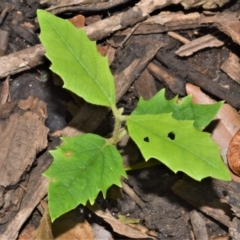 Gmelina leichhardtii (White Beech) at Budderoo National Park - 21 Feb 2023 by plants