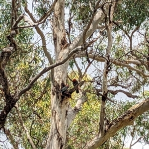 Callocephalon fimbriatum at Hackett, ACT - suppressed