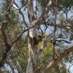 Callocephalon fimbriatum at Hackett, ACT - suppressed