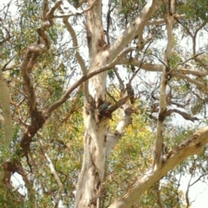 Callocephalon fimbriatum at Hackett, ACT - suppressed