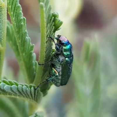 Diphucephala sp. (genus) (Green Scarab Beetle) at Gigerline Nature Reserve - 20 Feb 2023 by MatthewFrawley