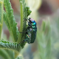 Diphucephala sp. (genus) (Green Scarab Beetle) at Tharwa, ACT - 20 Feb 2023 by MatthewFrawley
