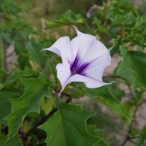 Datura stramonium at Tharwa, ACT - 20 Feb 2023 07:53 PM