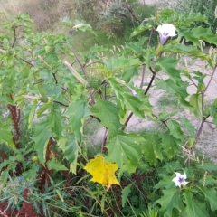 Datura stramonium at Tharwa, ACT - 20 Feb 2023 07:53 PM