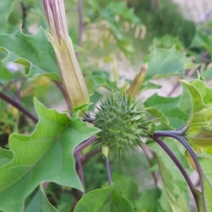 Datura stramonium at Tharwa, ACT - 20 Feb 2023 07:53 PM