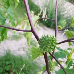 Datura stramonium at Tharwa, ACT - 20 Feb 2023 07:53 PM