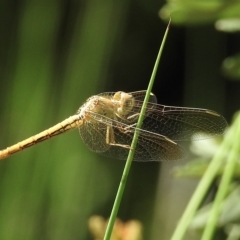 Diplacodes haematodes (Scarlet Percher) at Wingecarribee Local Government Area - 20 Feb 2023 by GlossyGal