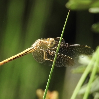 Diplacodes haematodes (Scarlet Percher) at Burradoo, NSW - 20 Feb 2023 by GlossyGal