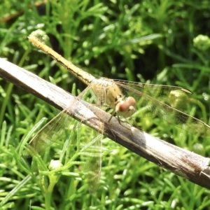 Diplacodes haematodes at Burradoo, NSW - 20 Feb 2023