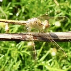 Diplacodes haematodes at Burradoo, NSW - 20 Feb 2023