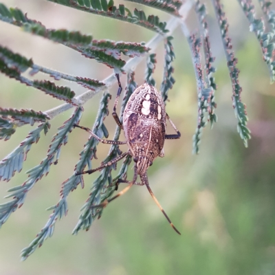 Poecilometis strigatus (Gum Tree Shield Bug) at Gigerline Nature Reserve - 20 Feb 2023 by MatthewFrawley