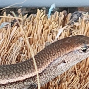 Lampropholis delicata at Gundaroo, NSW - 20 Feb 2023