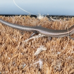 Lampropholis delicata at Gundaroo, NSW - 20 Feb 2023