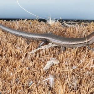 Lampropholis delicata at Gundaroo, NSW - 20 Feb 2023