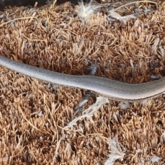 Lampropholis delicata at Gundaroo, NSW - 20 Feb 2023