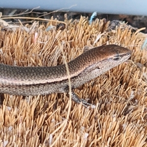 Lampropholis delicata at Gundaroo, NSW - 20 Feb 2023