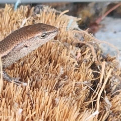 Lampropholis delicata at Gundaroo, NSW - 20 Feb 2023