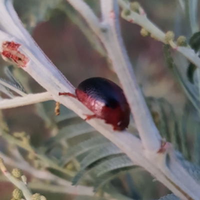 Dicranosterna immaculata (Acacia leaf beetle) at Gigerline Nature Reserve - 20 Feb 2023 by MatthewFrawley