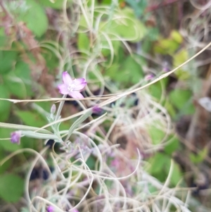 Epilobium billardiereanum subsp. cinereum at Duffy, ACT - 21 Feb 2023 01:47 PM