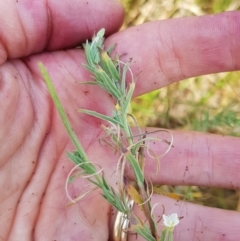 Epilobium hirtigerum (Hairy Willowherb) at Duffy, ACT - 21 Feb 2023 by BethanyDunne