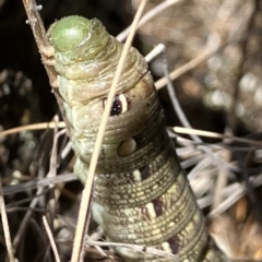 Hippotion scrofa (Coprosma Hawk Moth) at Suttons Dam - 17 Dec 2022 by KL