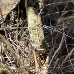 Hippotion scrofa at Suttons Dam - suppressed