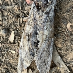 Endoxyla (genus) at Suttons Dam - suppressed