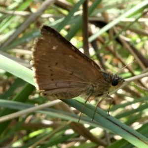 Timoconia flammeata at Brindabella, NSW - 18 Feb 2023 01:21 PM