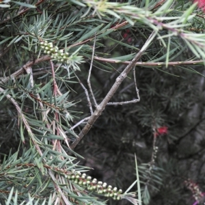 Acrophylla titan at Burradoo, NSW - suppressed