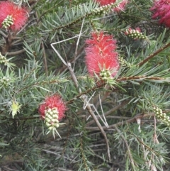 Acrophylla titan at Burradoo, NSW - 19 Feb 2023