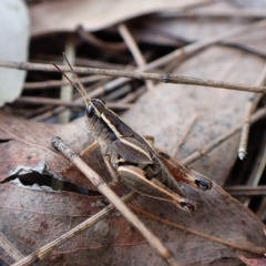 Phaulacridium vittatum (Wingless Grasshopper) at Cook, ACT - 18 Feb 2023 by CathB