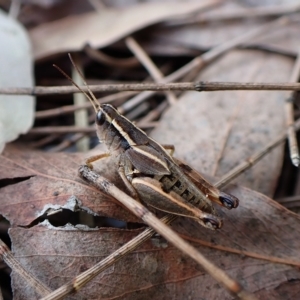 Phaulacridium vittatum at Cook, ACT - 19 Feb 2023